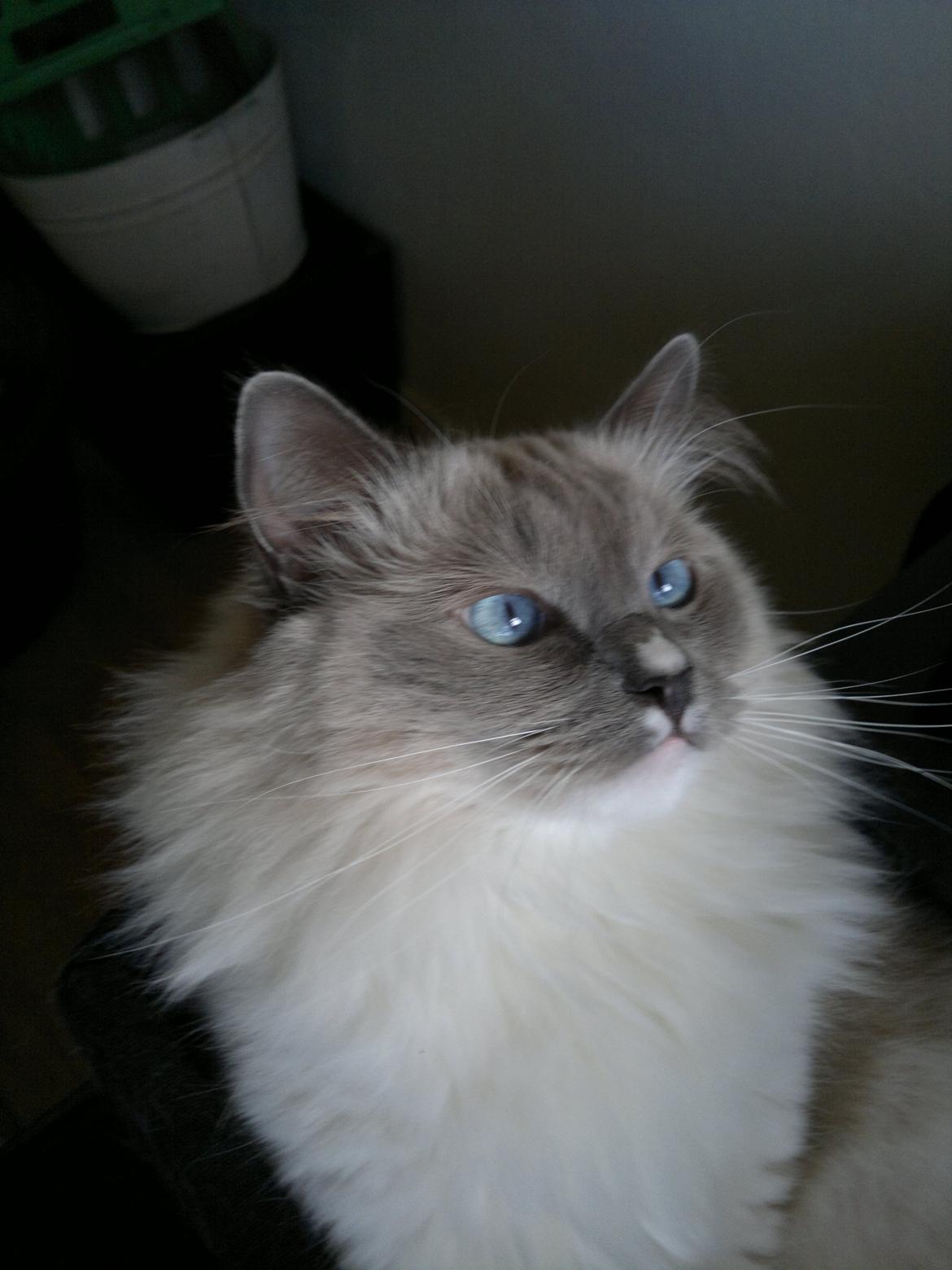 Ragdoll GCA(TICA) PR(FIFe) DK Magicland's Lady Gaga billede 5