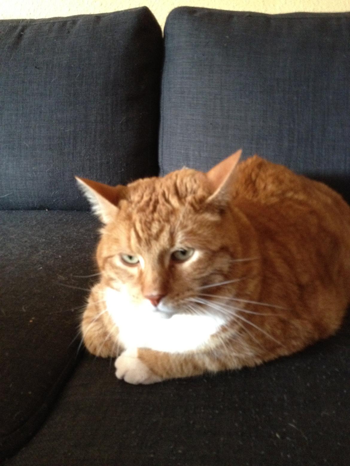 Huskat Garfield billede 1