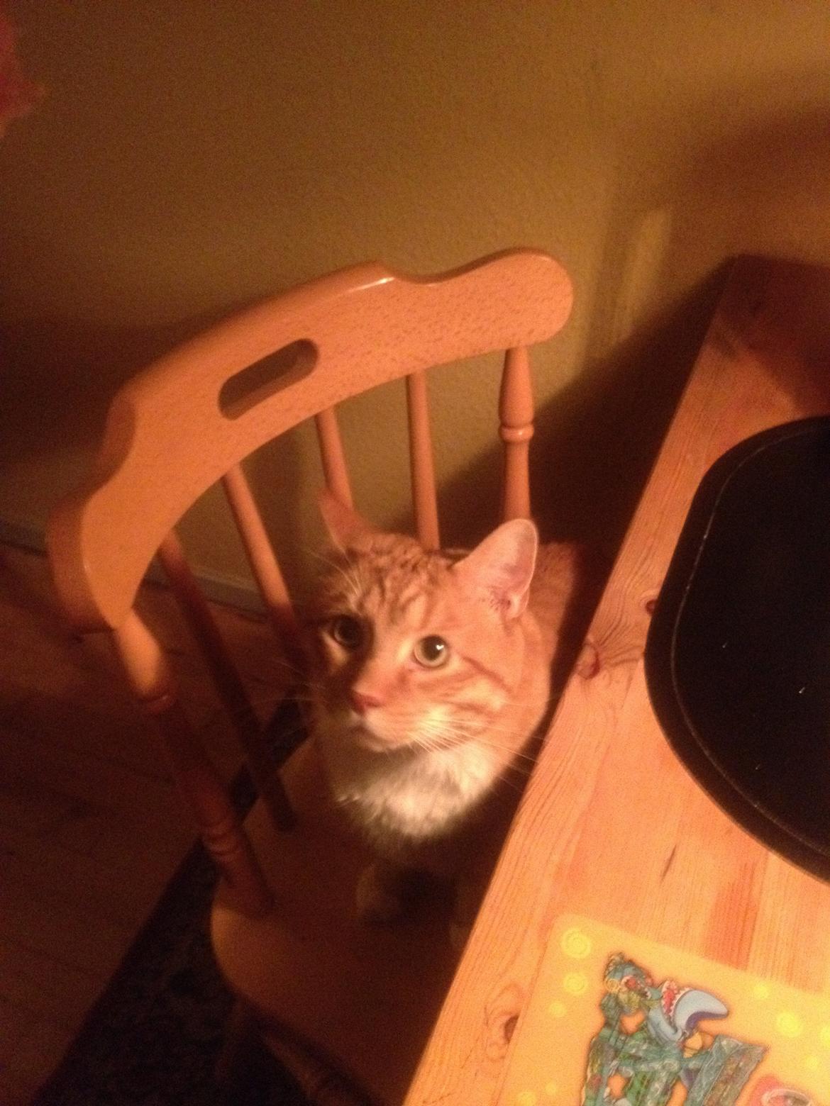 Huskat Garfield billede 2