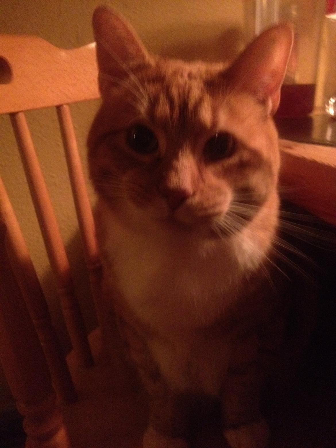 Huskat Garfield billede 3