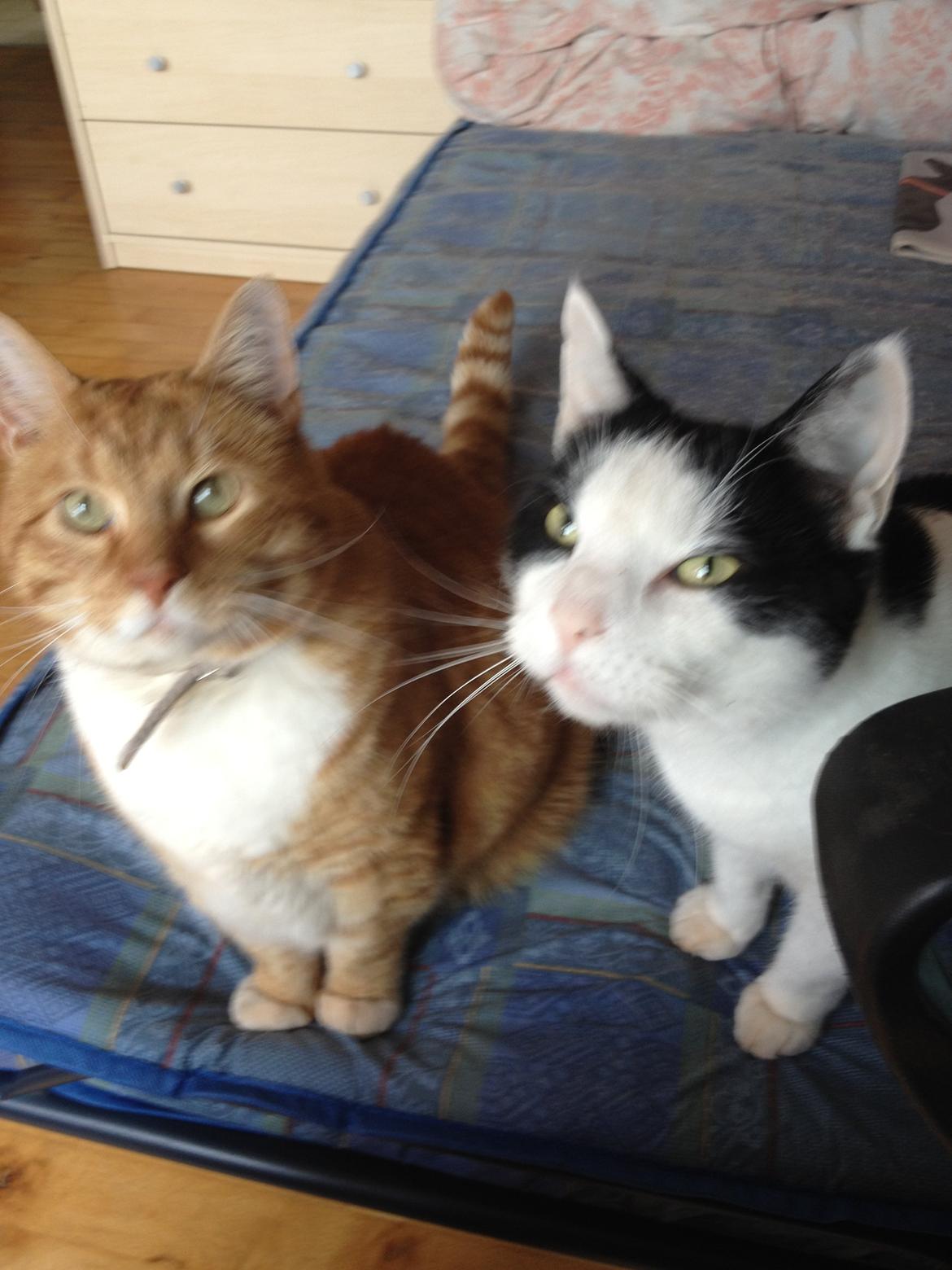 Huskat Garfield billede 4