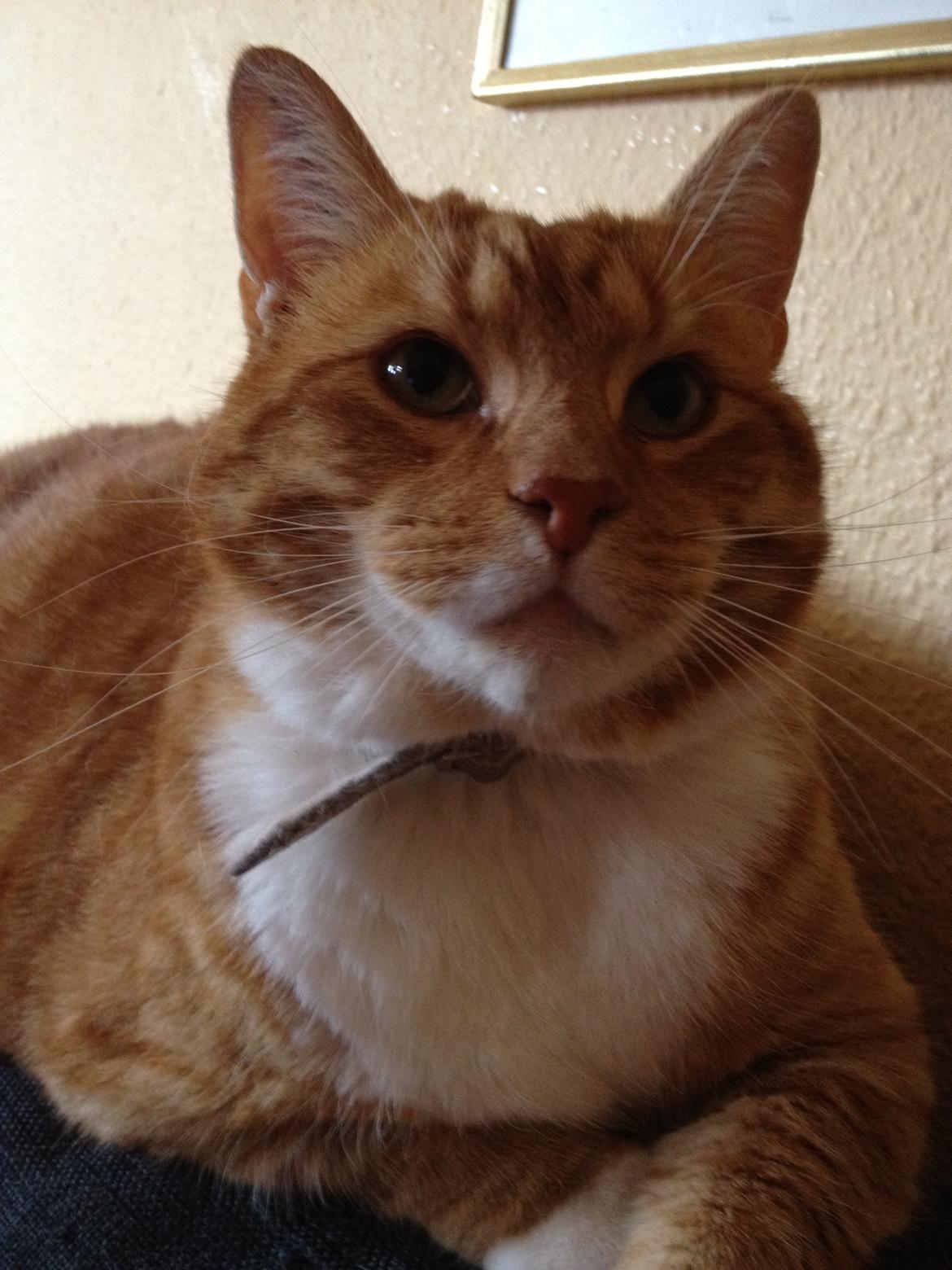 Huskat Garfield billede 5