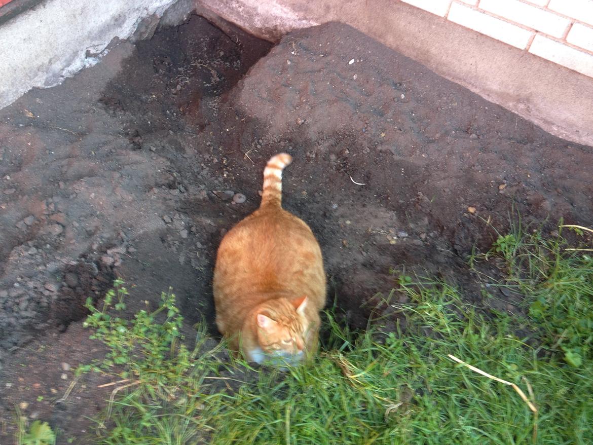 Huskat Garfield billede 6