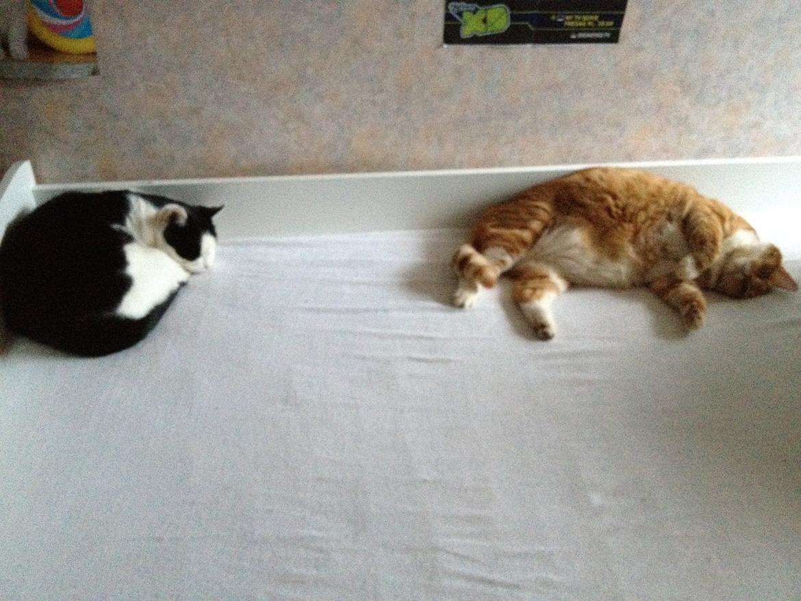 Huskat Garfield billede 7