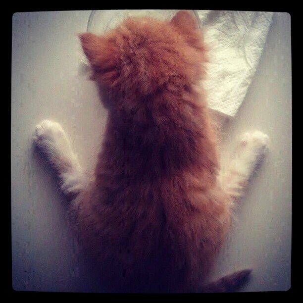 Huskat Misse billede 1