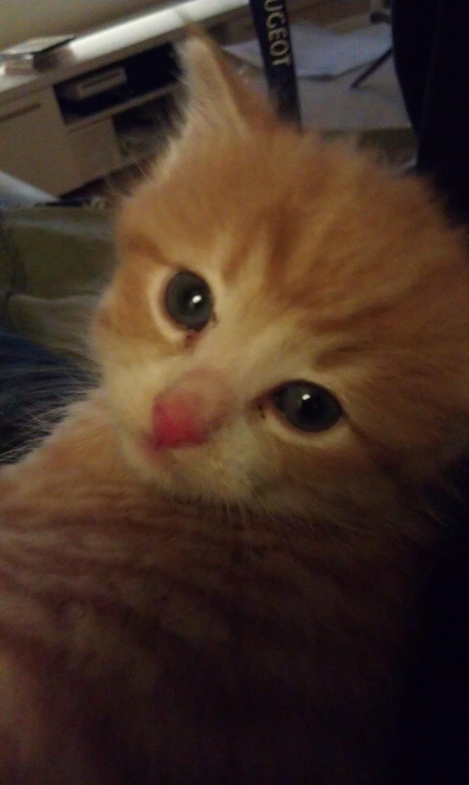 Huskat Misse billede 3