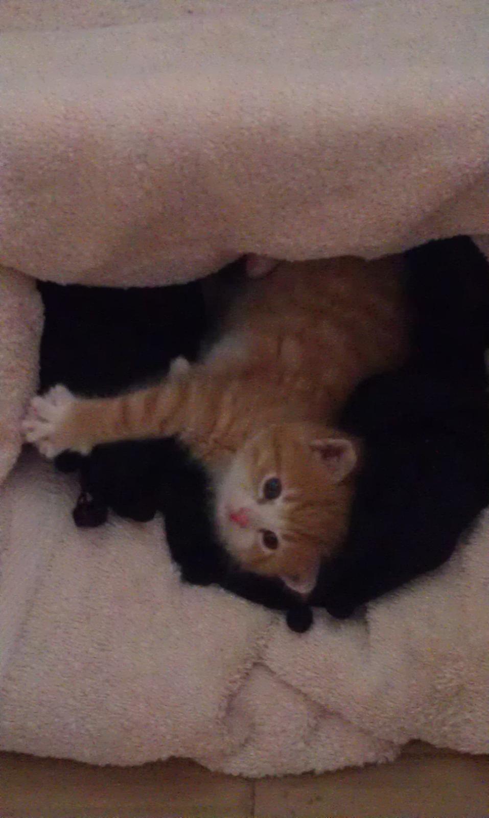 Huskat Misse billede 5