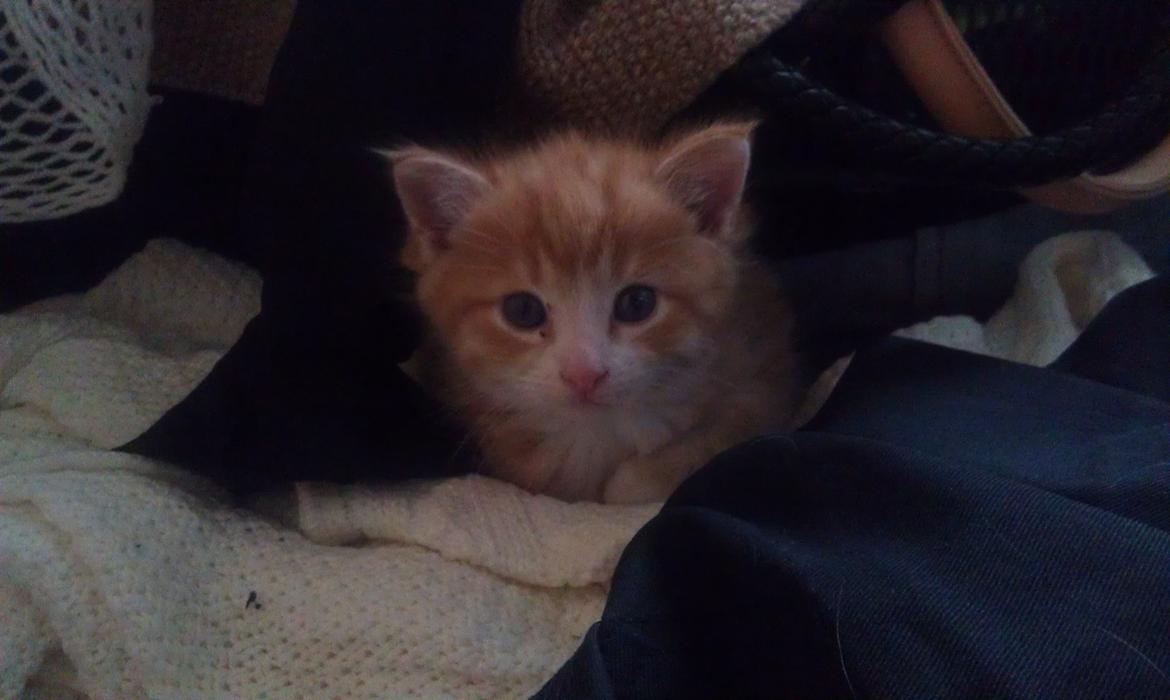 Huskat Misse billede 6