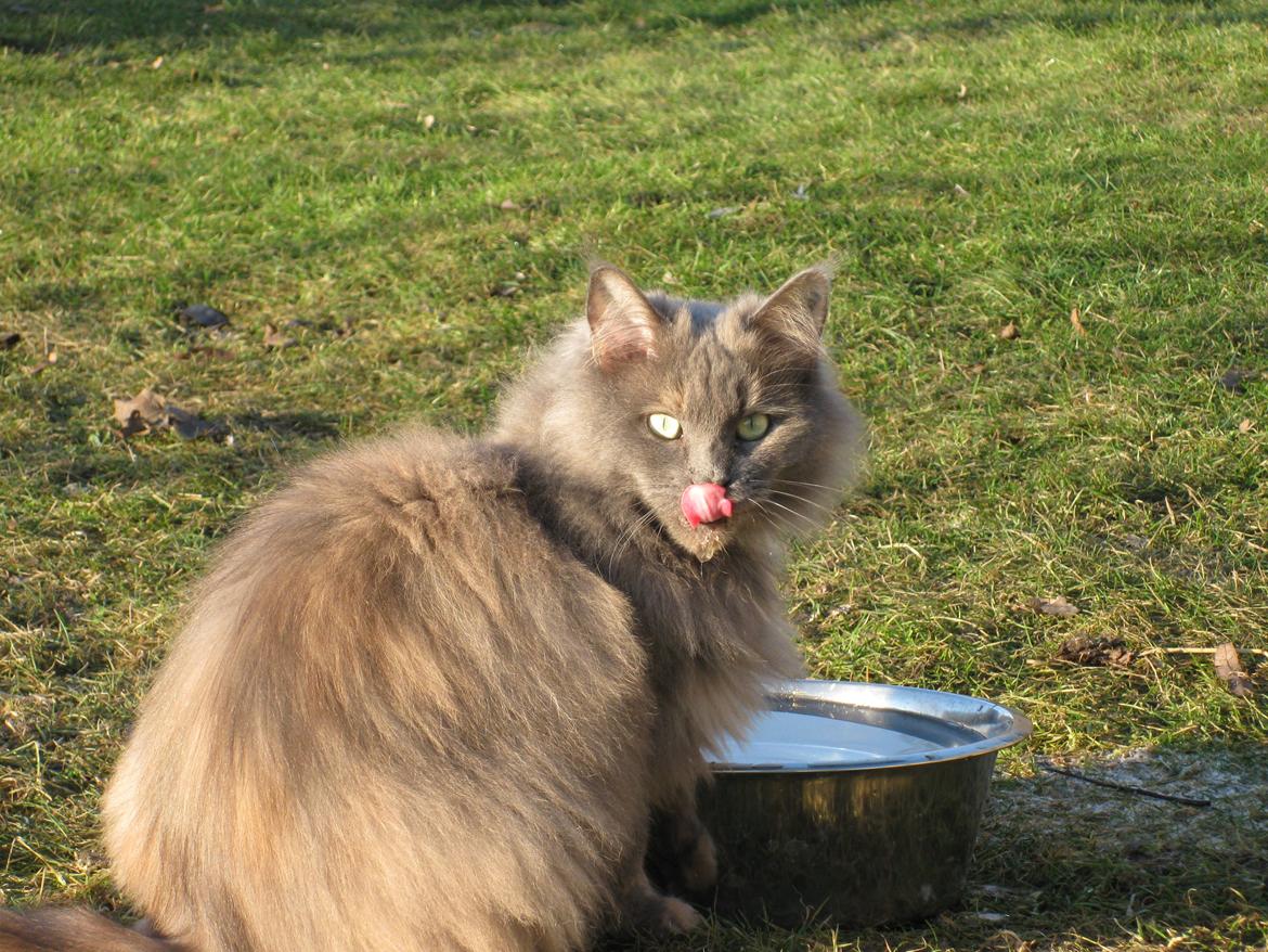 Maine Coon Cille billede 15