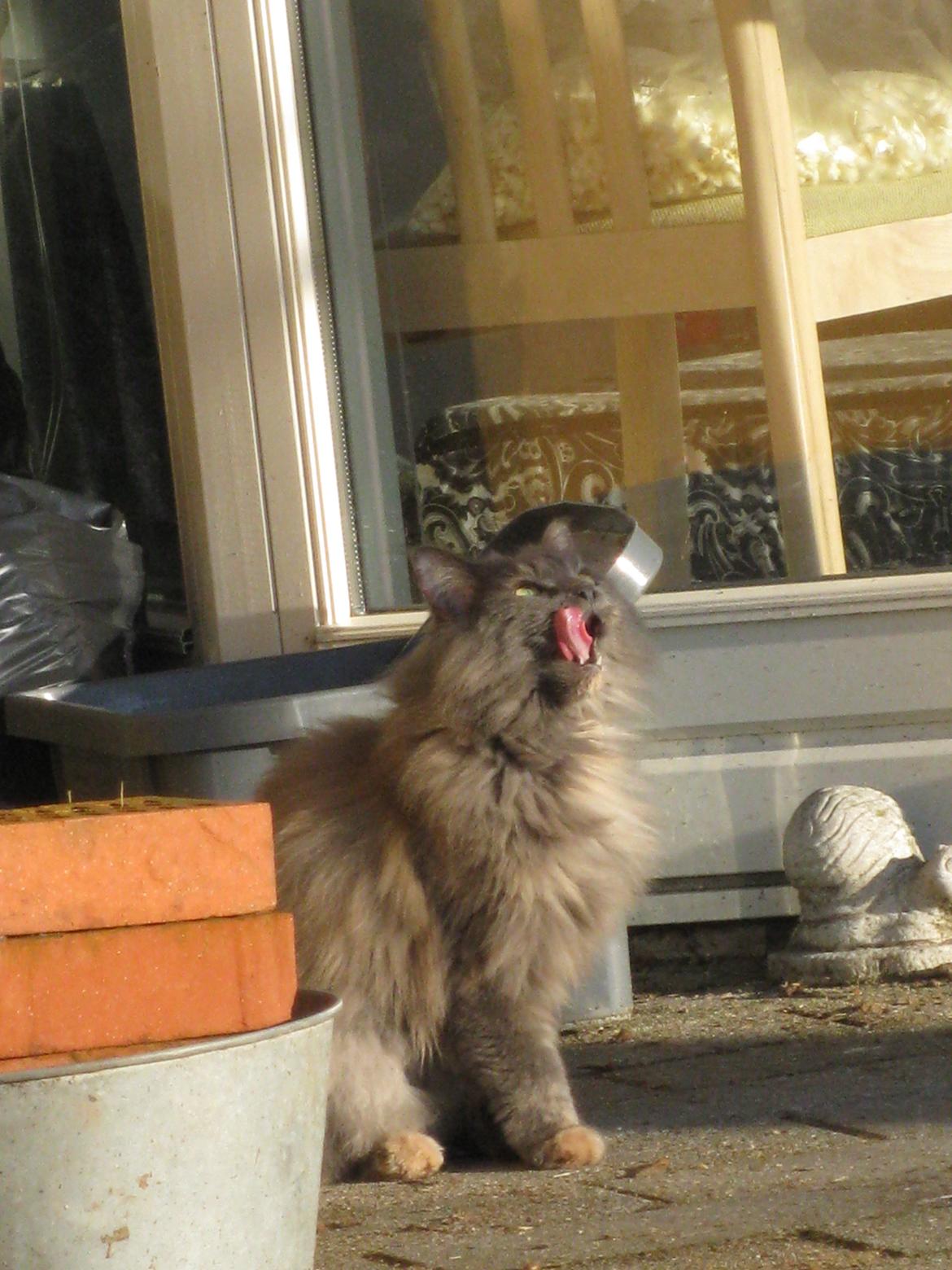 Maine Coon Cille billede 16