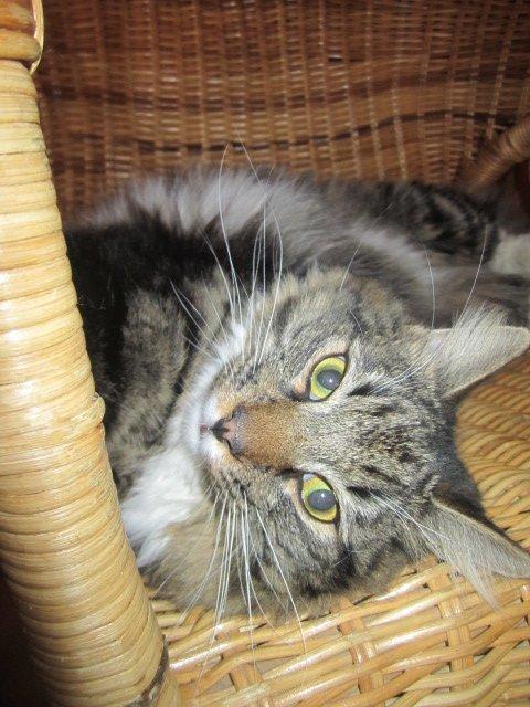 Blanding af racer Hinckelmeier billede 14