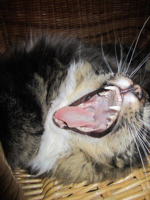 Blanding af racer Hinckelmeier billede 15