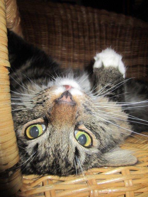 Blanding af racer Hinckelmeier billede 16