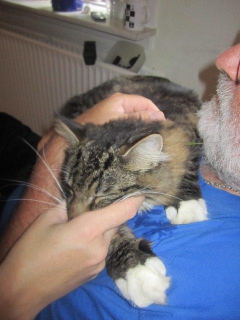 Blanding af racer Hinckelmeier billede 17