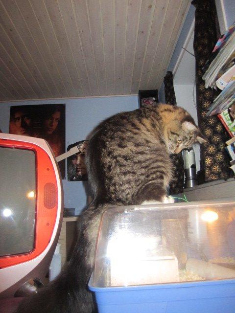 Blanding af racer Hinckelmeier billede 18