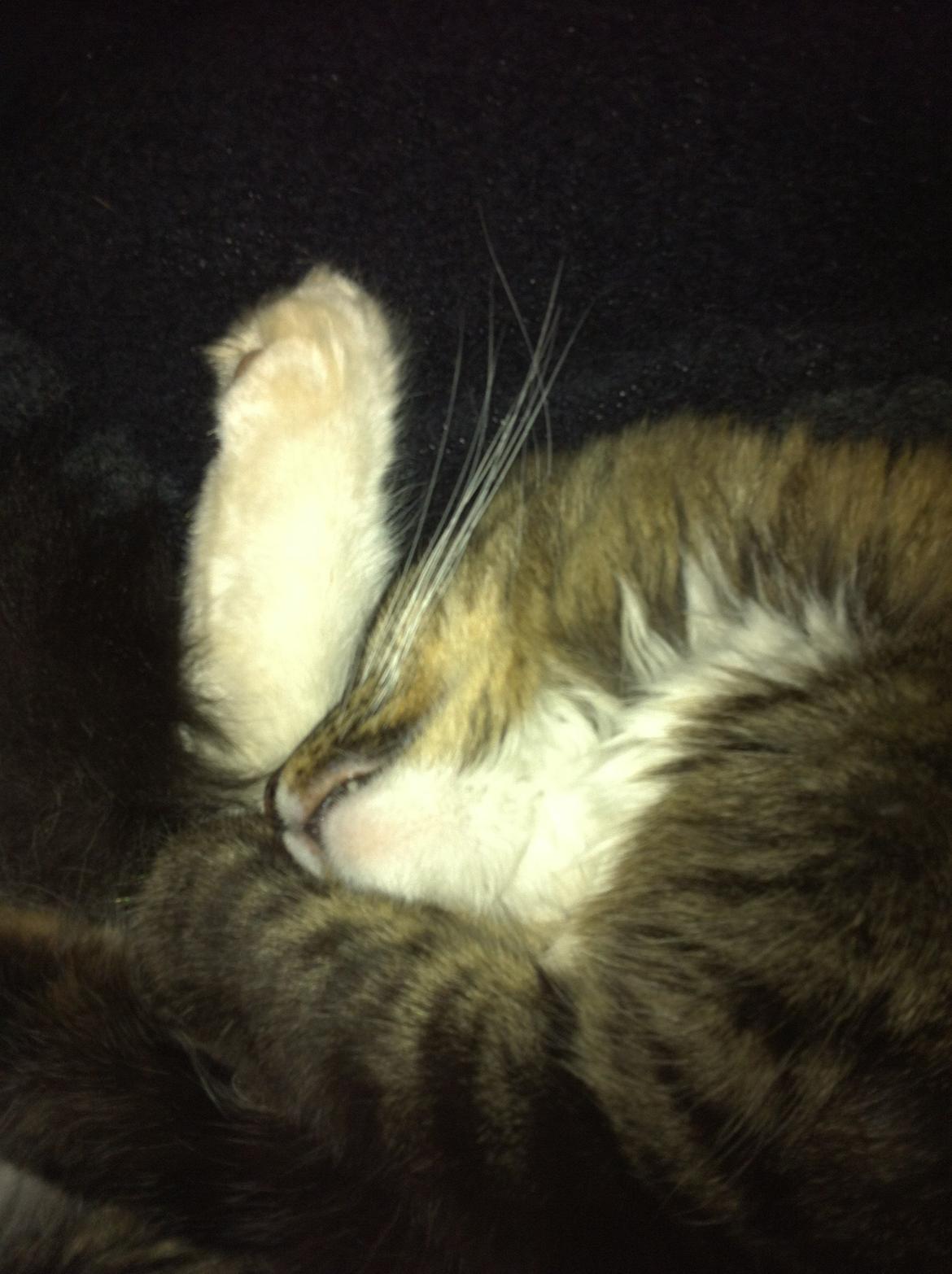 Blanding af racer Hinckelmeier billede 19