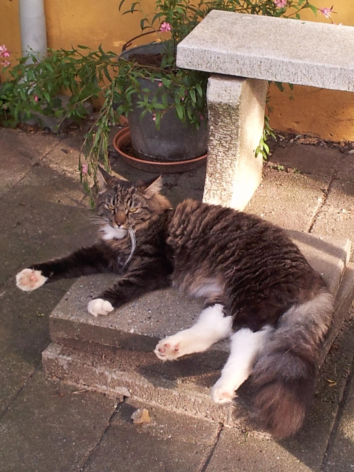 Blanding af racer Hinckelmeier billede 20