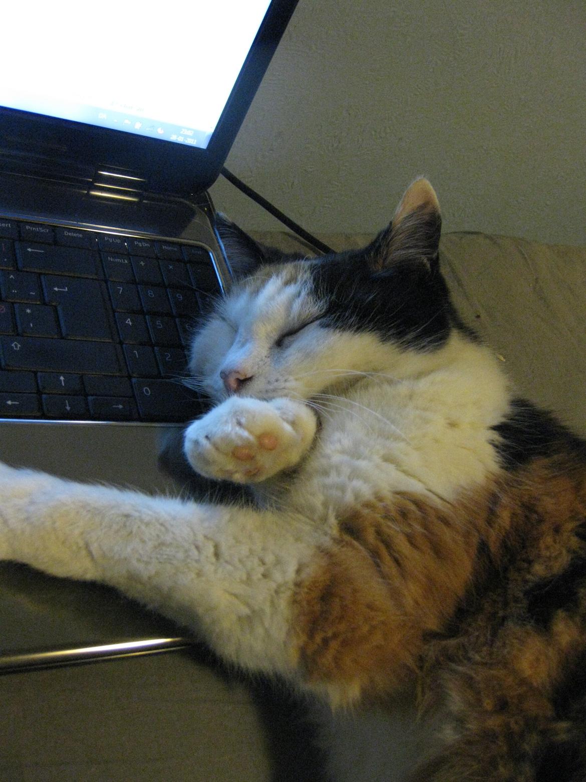 Blanding af racer Slejser - Nyere billed (: billede 13