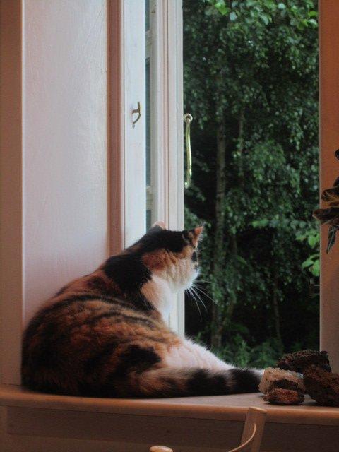 Blanding af racer Slejser - Nyere billed (: billede 14