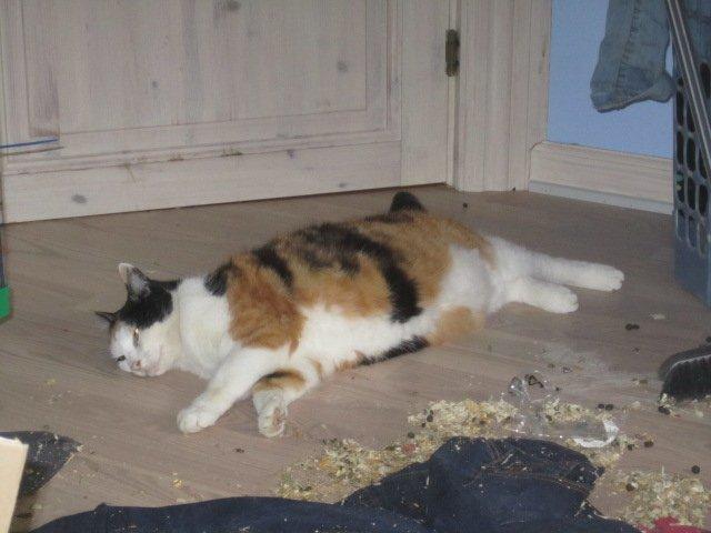 Blanding af racer Slejser - Nyere billed (: billede 15