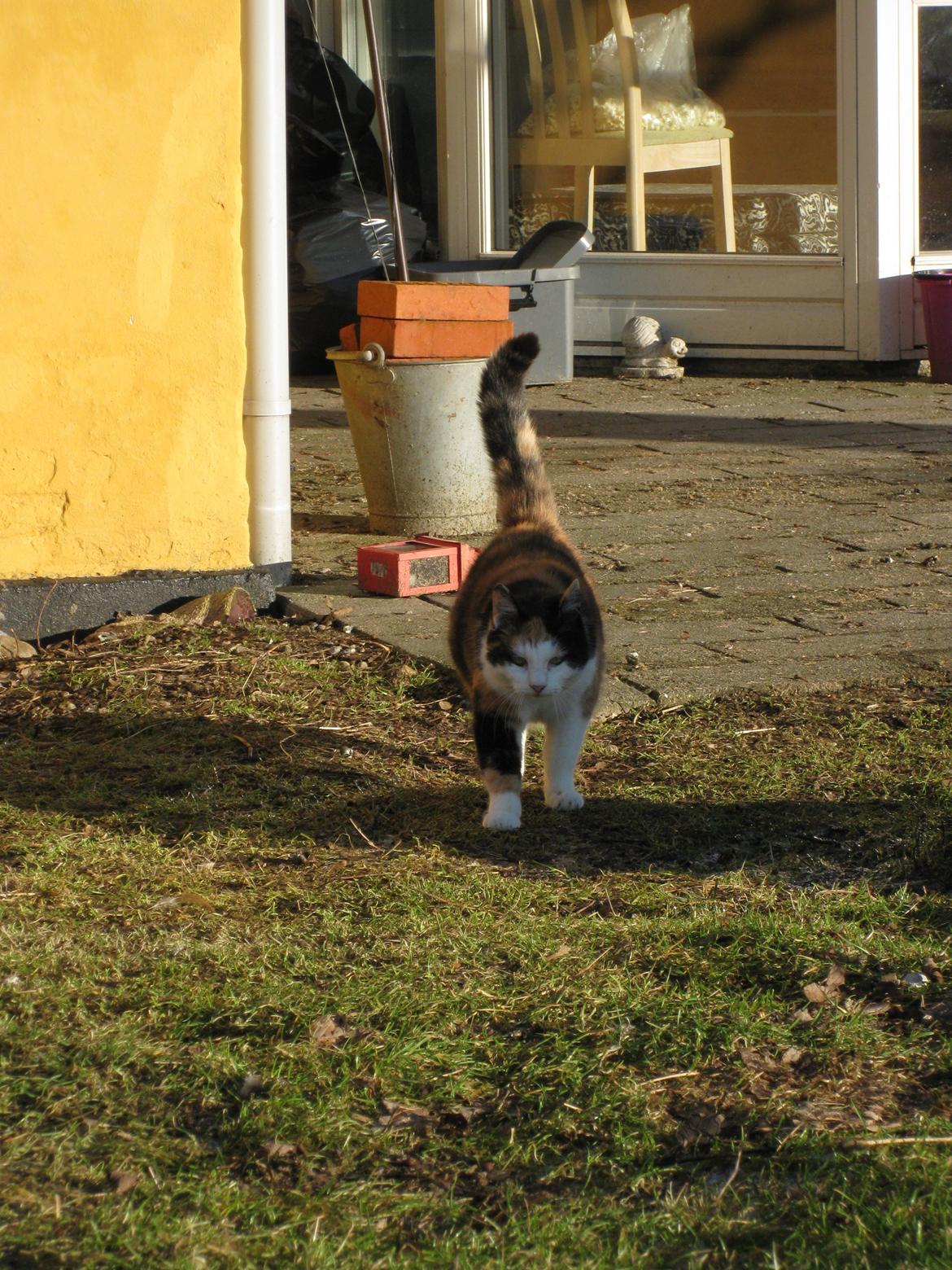 Blanding af racer Slejser - Nyere billed (: billede 16