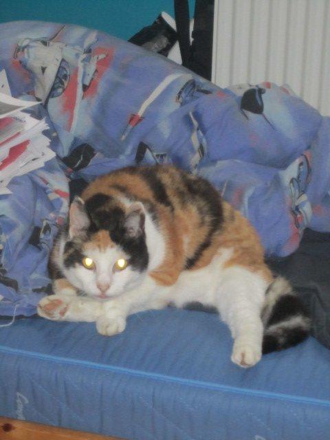 Blanding af racer Slejser - Nyere billed (: billede 17