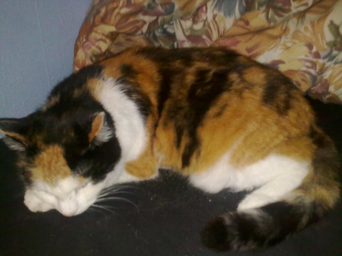 Blanding af racer Slejser - Nyere billed (: billede 18