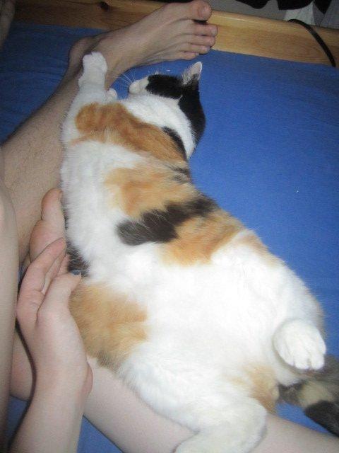 Blanding af racer Slejser - Nyere billed (: billede 19