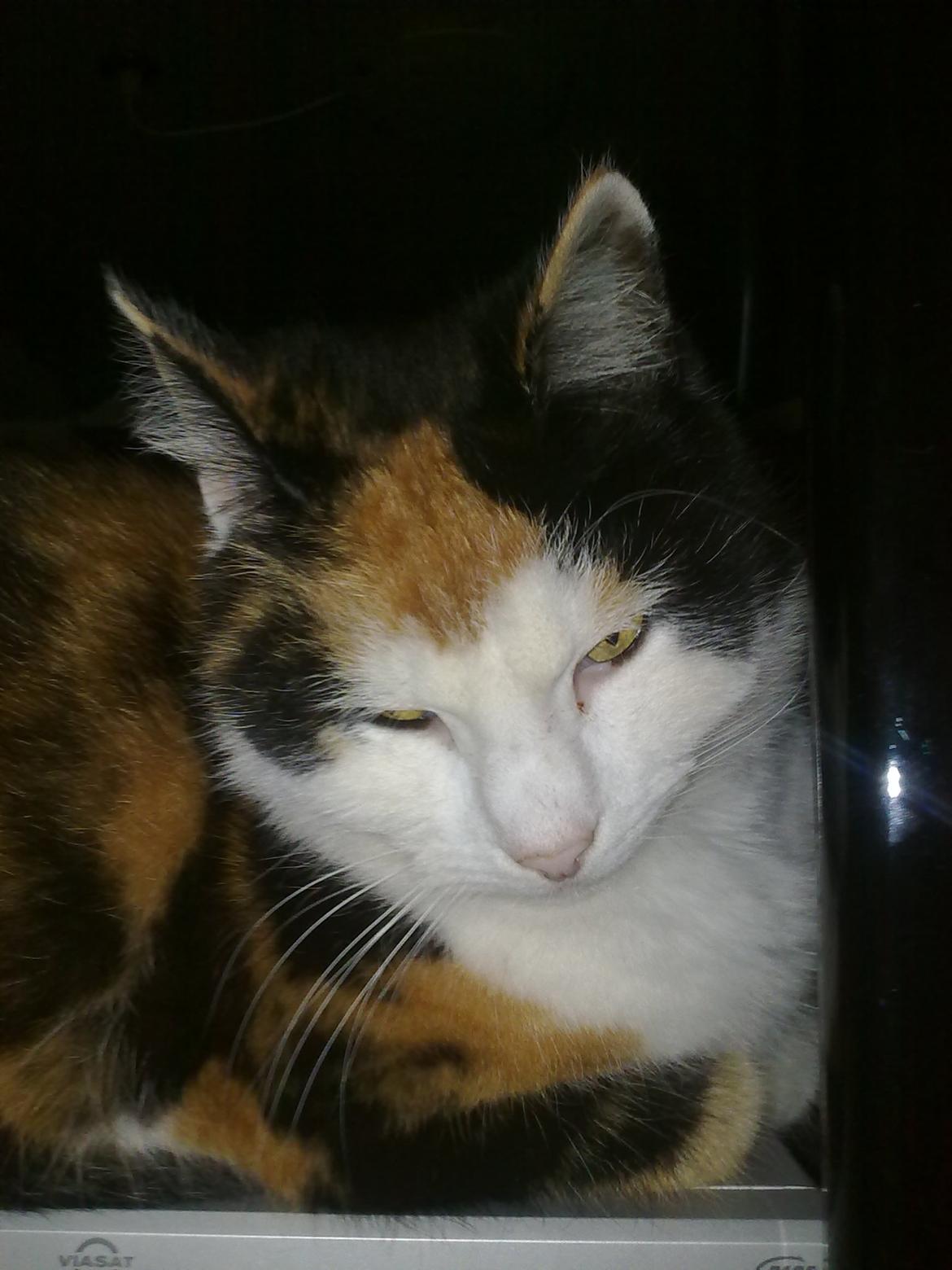 Blanding af racer Slejser - Nyere billed (: billede 20