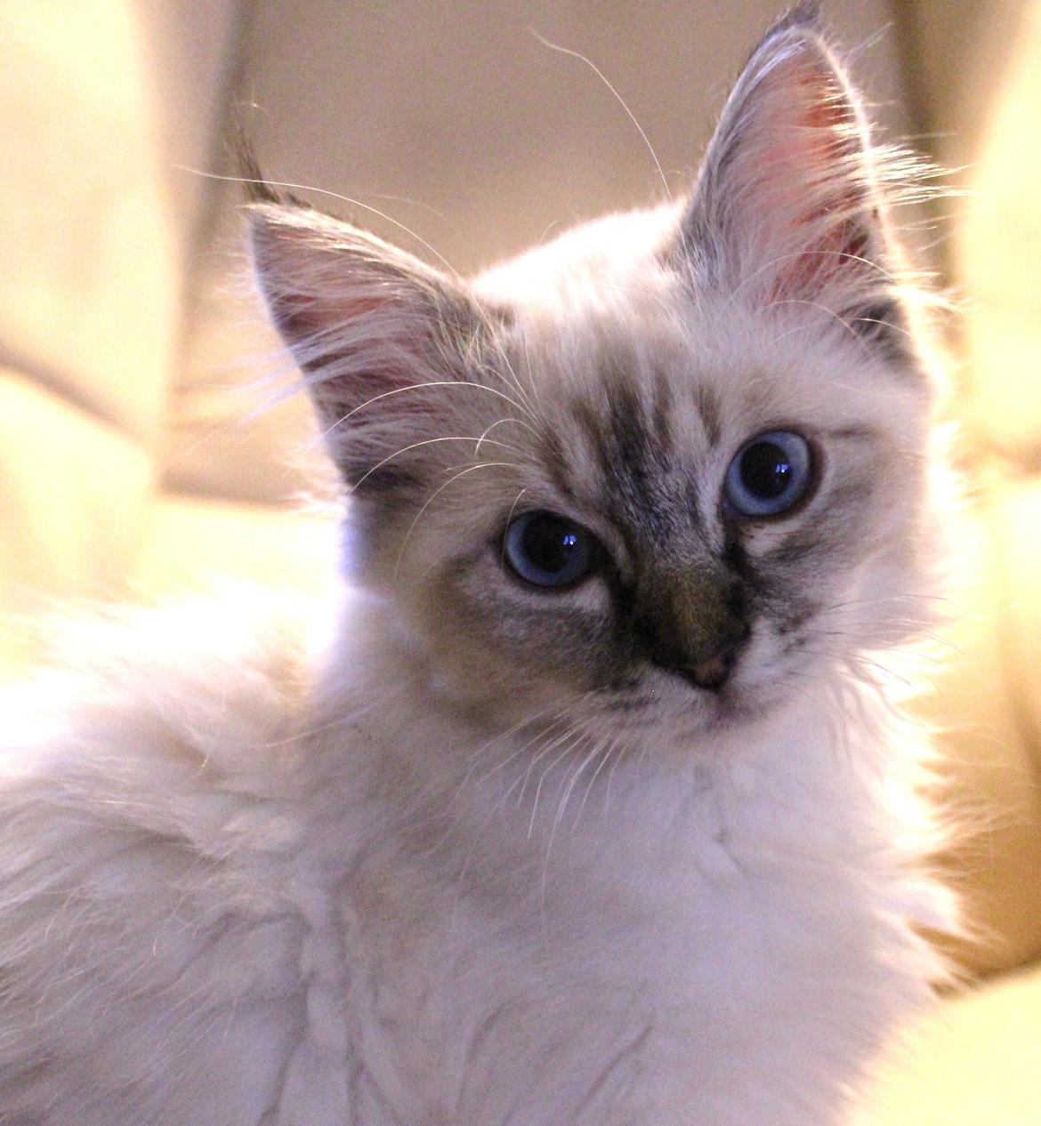 Hellig Birma Luna billede 3