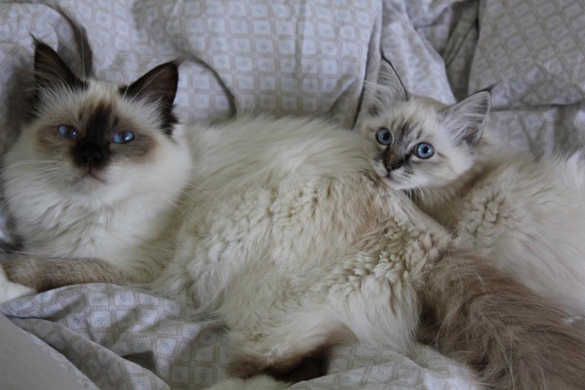 Hellig Birma Luna billede 4