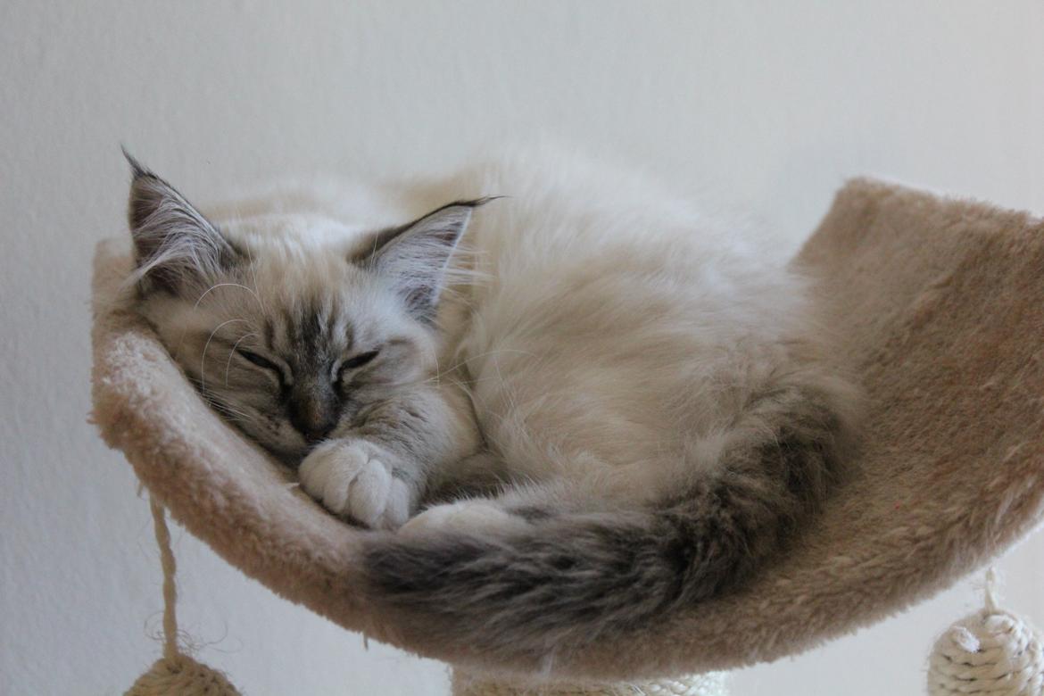 Hellig Birma Luna billede 5