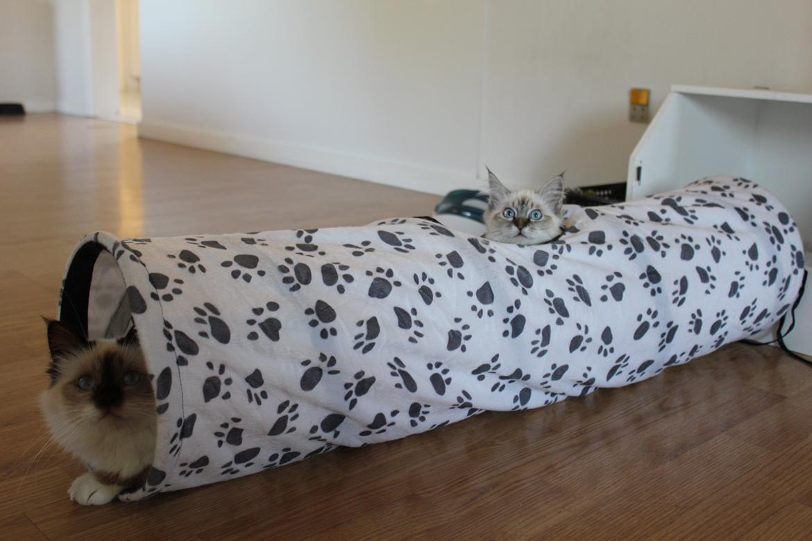 Hellig Birma Luna billede 6