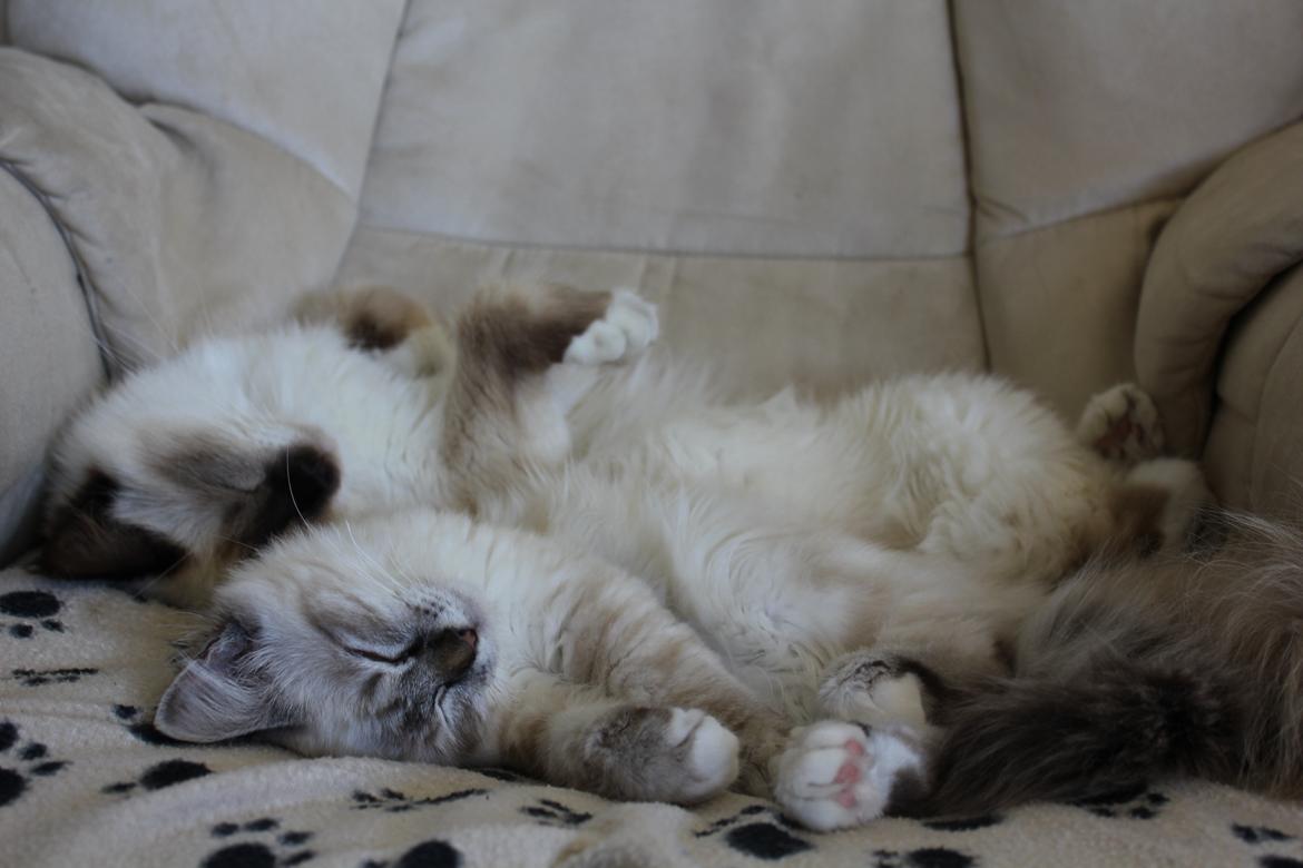 Hellig Birma Luna billede 7