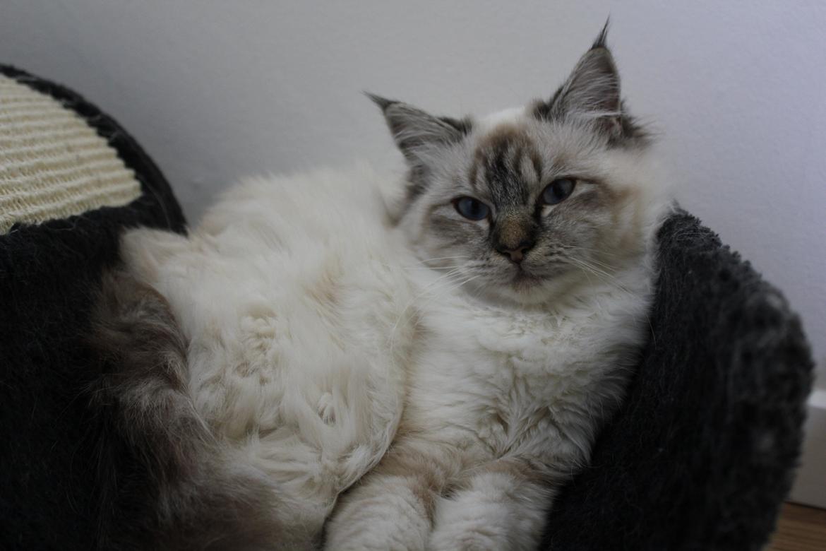 Hellig Birma Luna billede 8