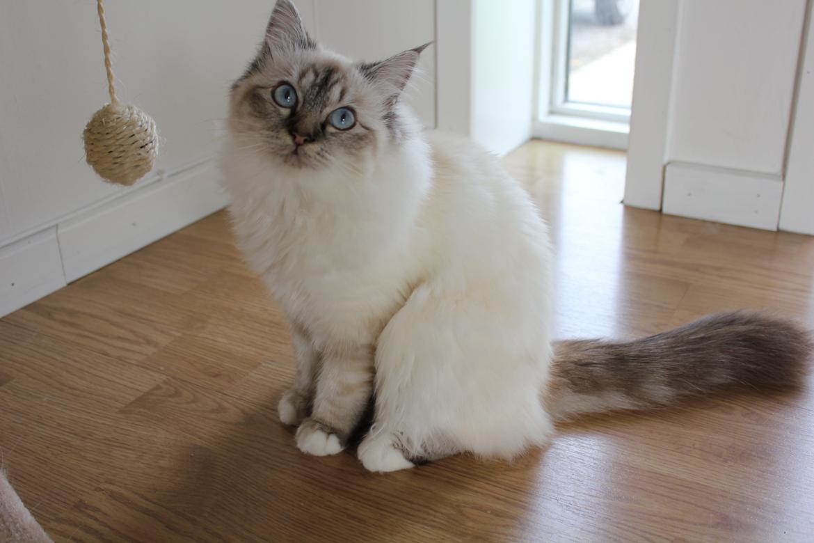 Hellig Birma Luna billede 9