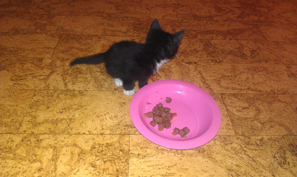 Huskat rosa billede 1