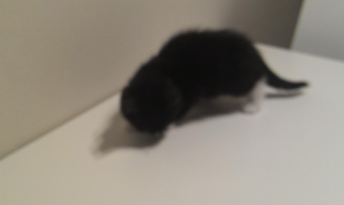 Huskat rosa billede 2