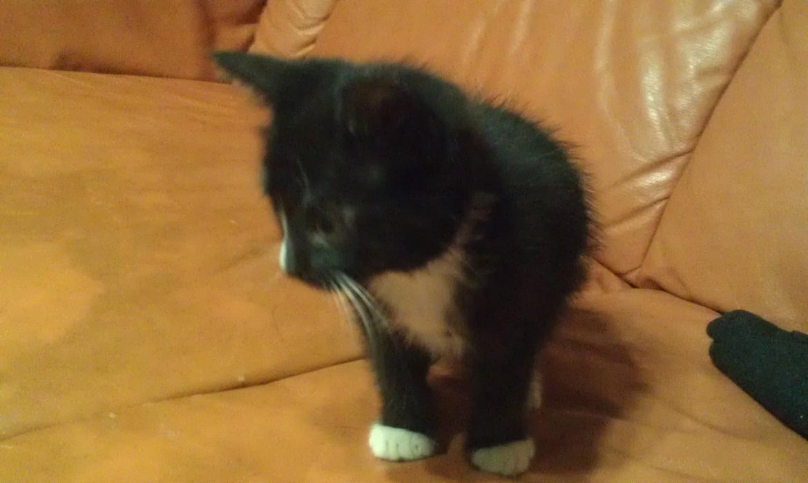 Huskat rosa billede 3