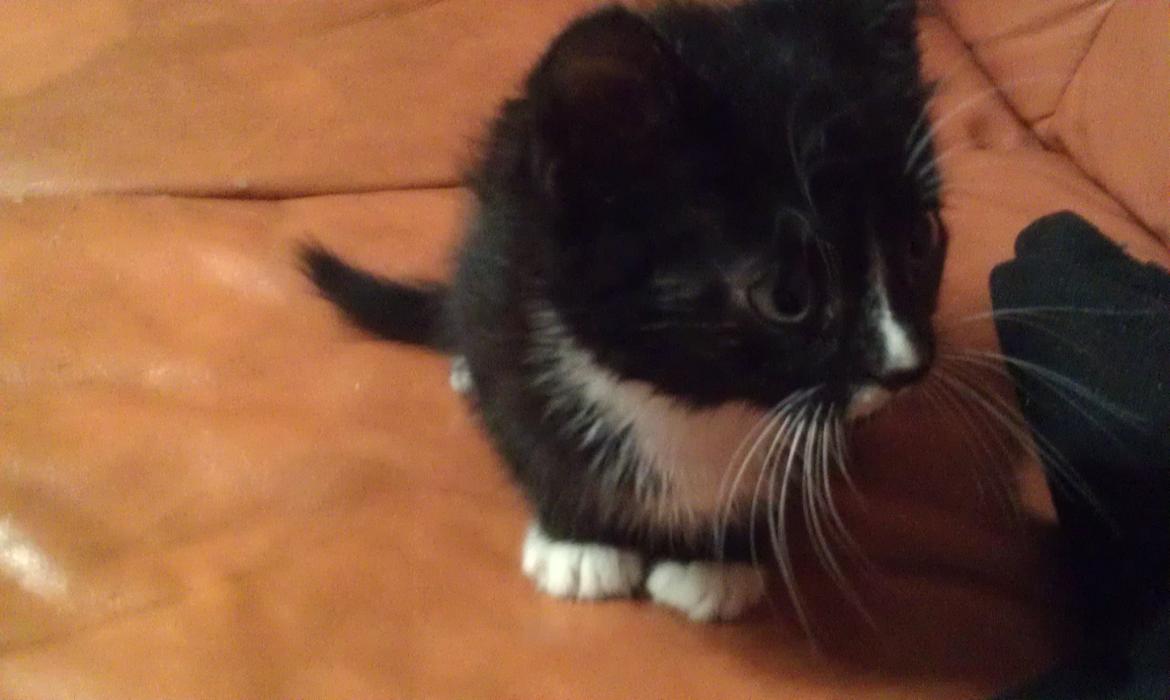 Huskat rosa billede 4