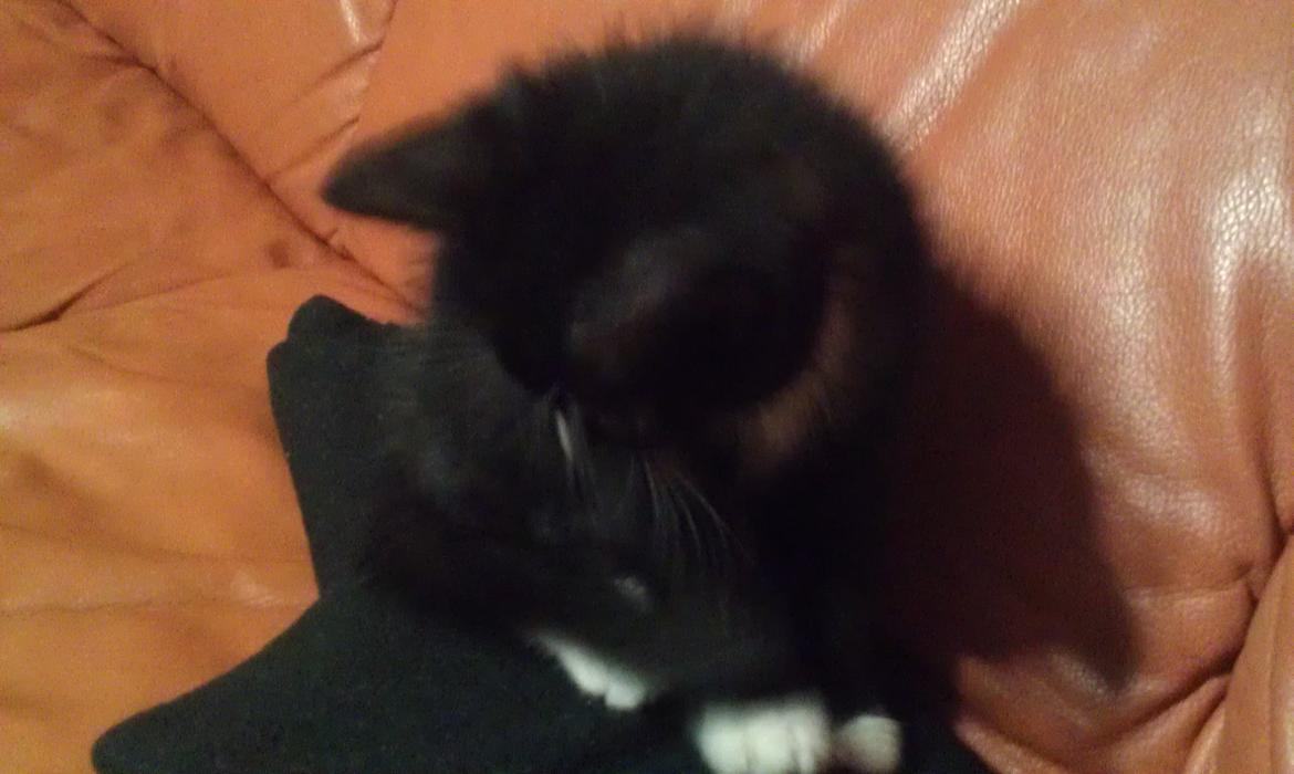 Huskat rosa billede 5