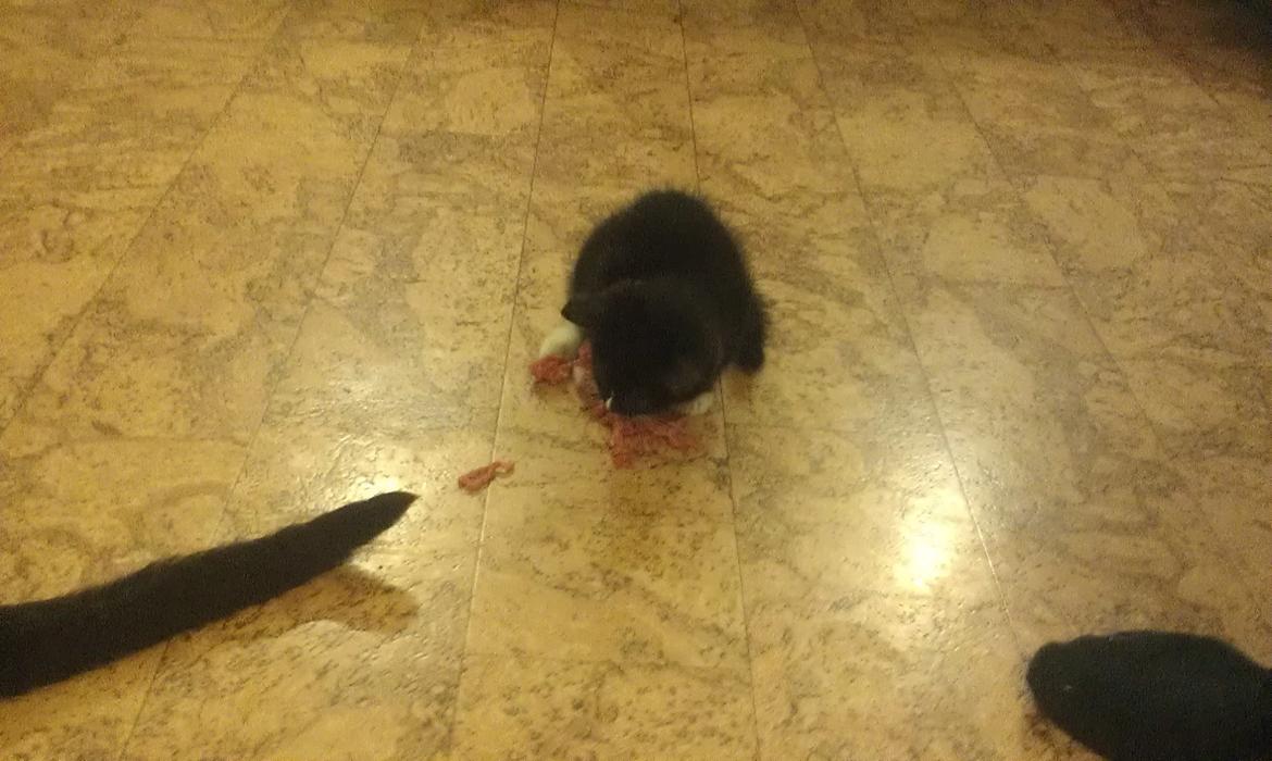 Huskat rosa billede 6