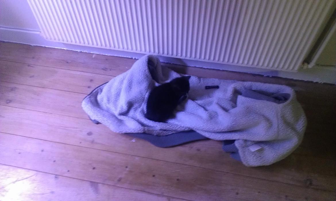 Huskat rosa billede 7