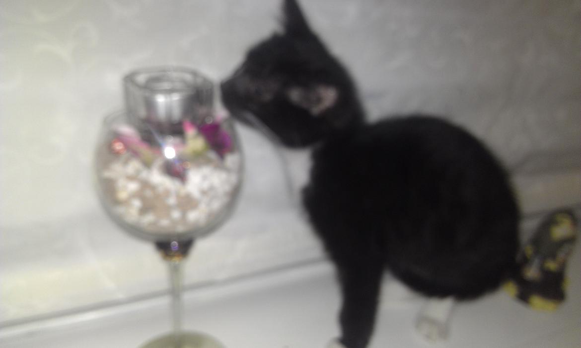 Huskat rosa billede 8