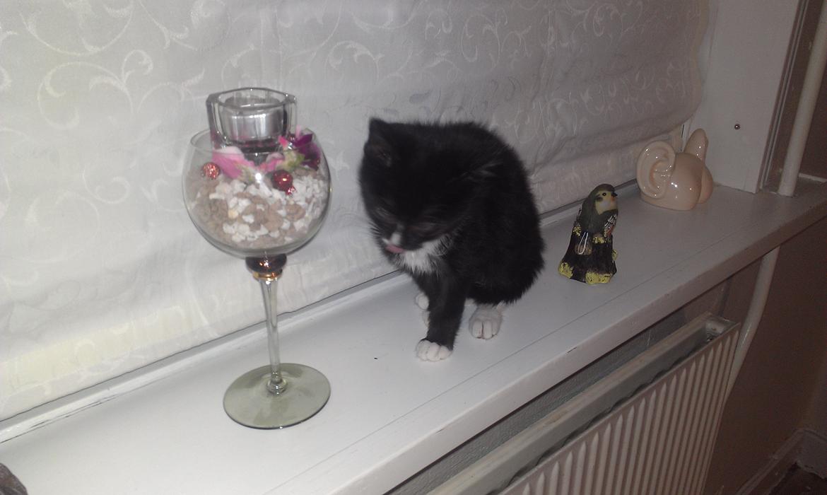 Huskat rosa billede 9