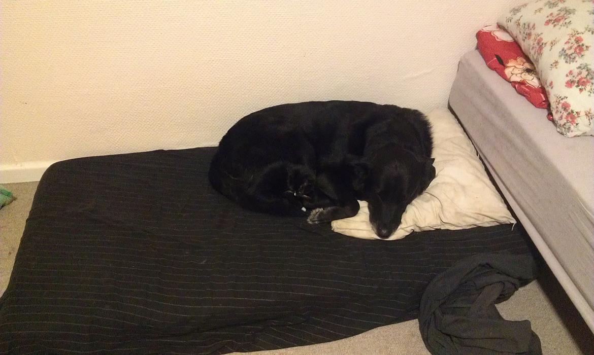 Huskat rosa billede 10