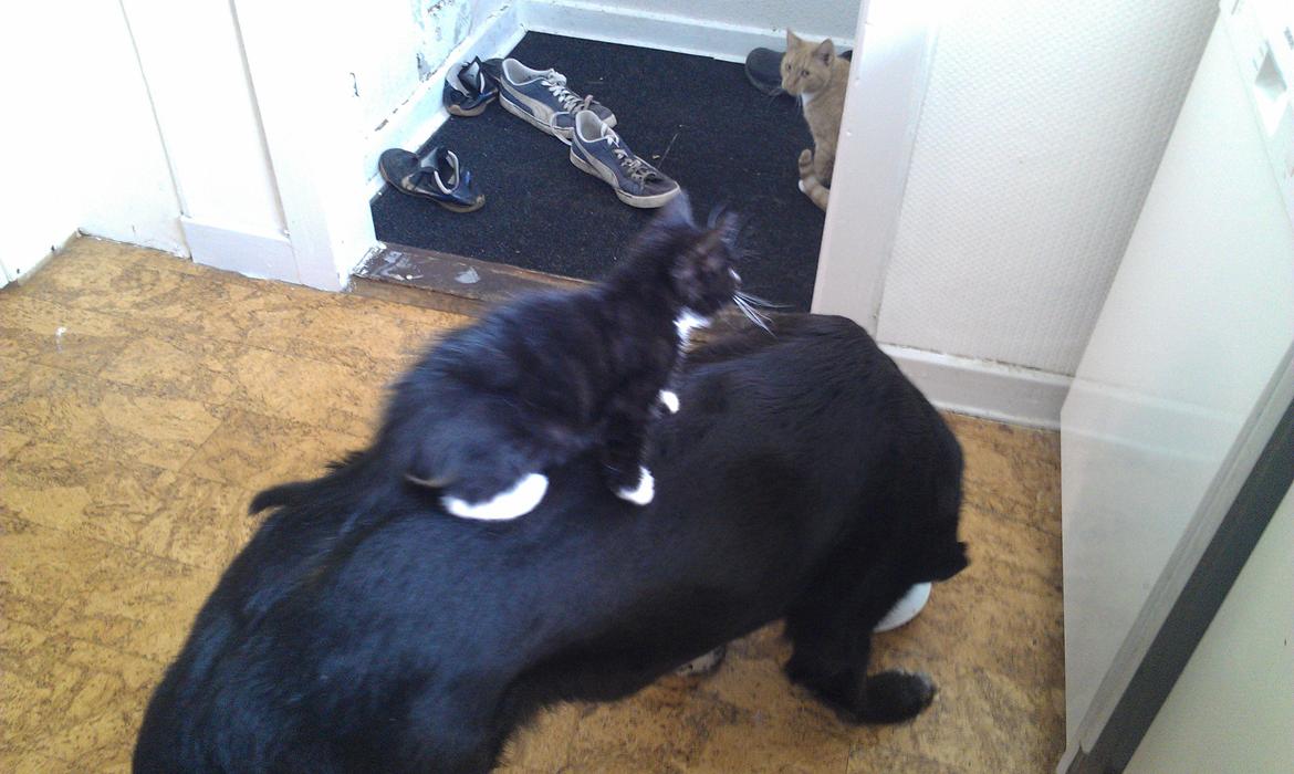 Huskat rosa billede 11