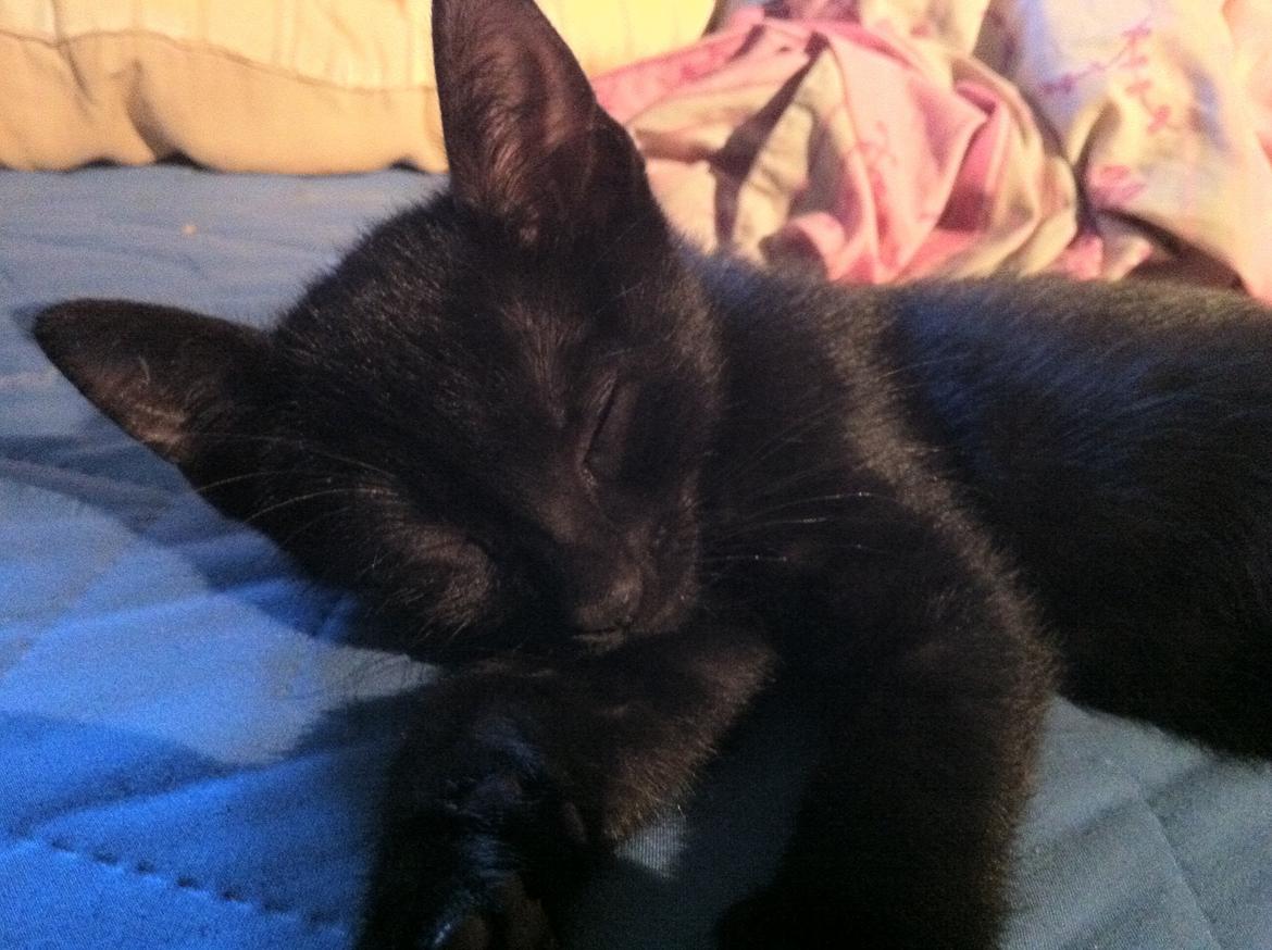 Huskat Spade billede 1