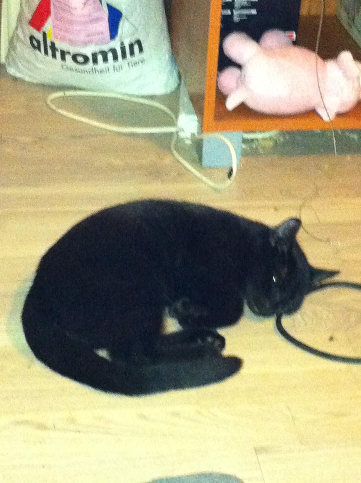 Huskat Spade billede 2