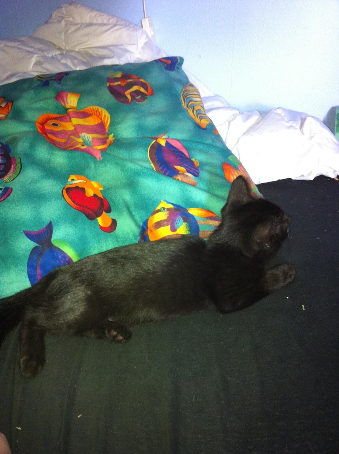 Huskat Spade billede 4